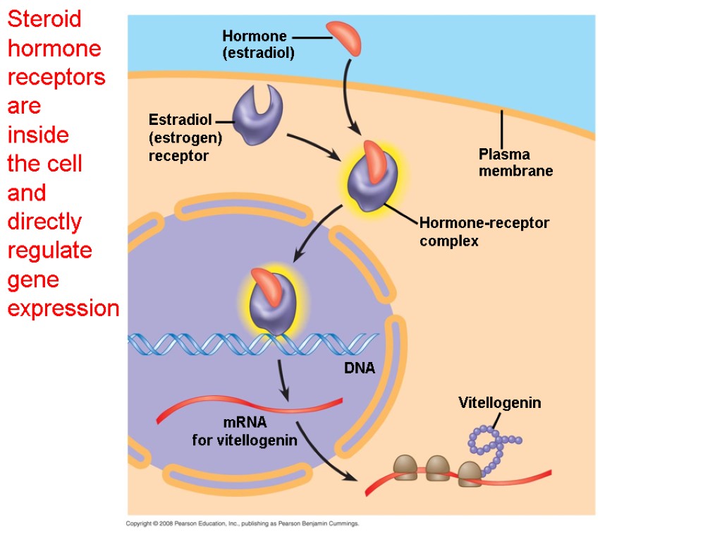 Steroid hormone receptors are inside the cell and directly regulate gene expression Hormone (estradiol)